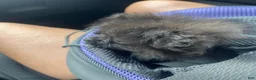 Pomeranian dogs for sale: Midnight - Ad 3