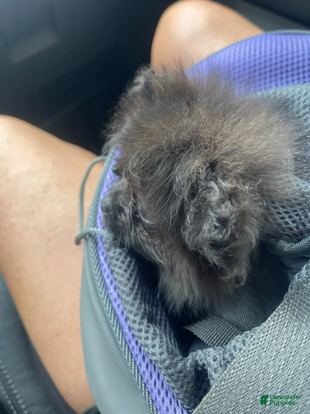 Pomeranian dogs for sale: Midnight - Ad 3