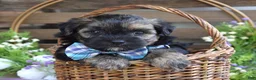 Morkie dogs for sale: Felix - Ad 6