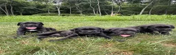 Cane Corso dogs for sale: Ben - Ad 7