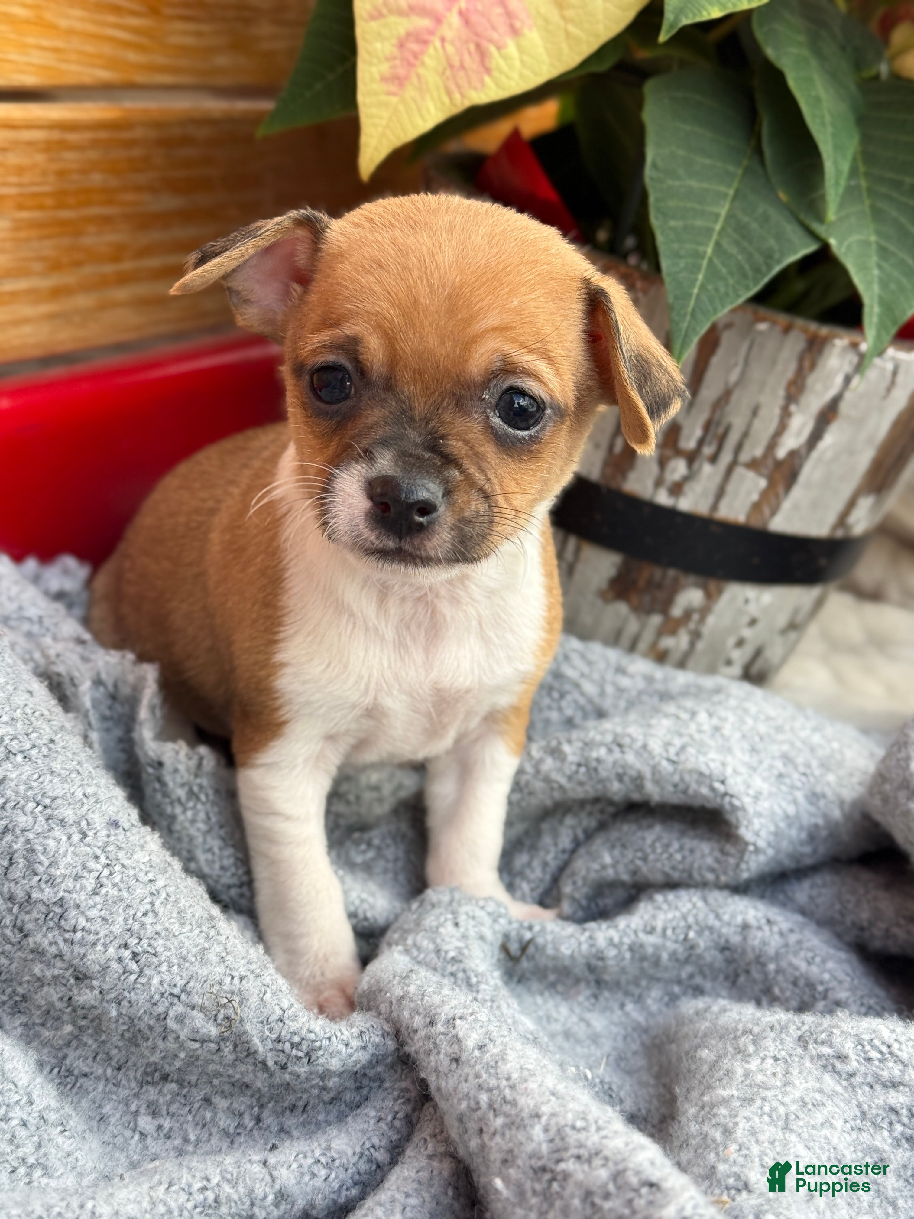 Chihuahua dogs Cole - Ad 8