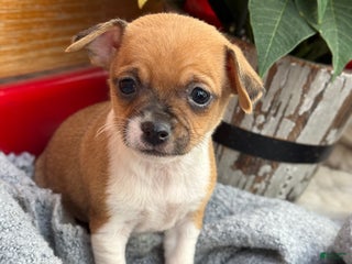 Chihuahua dogs Cole - Ad 12