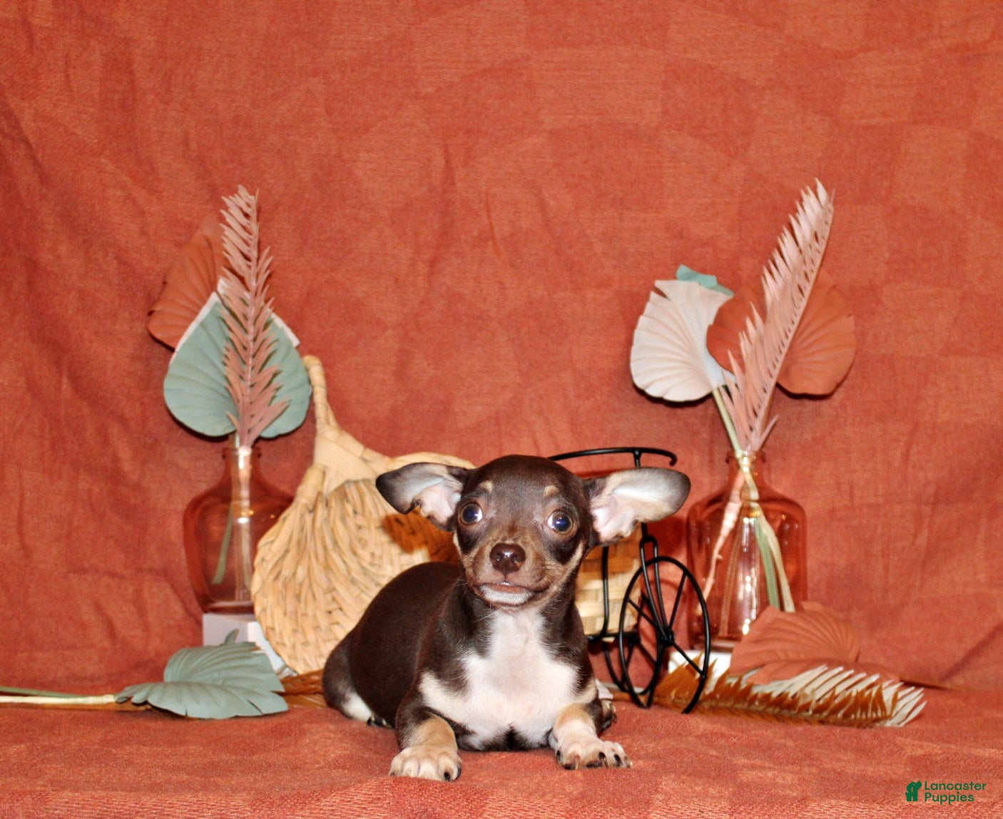 Chihuahua dogs Remus - Ad 2