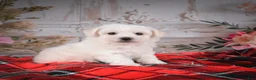Bichon Frise dogs for sale: AKC-Romeo - Ad 4
