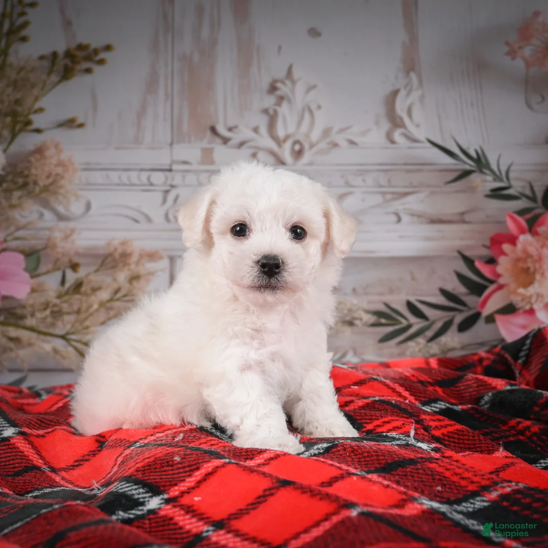 Bichon Frise dogs for sale: AKC-Romeo - Ad 4