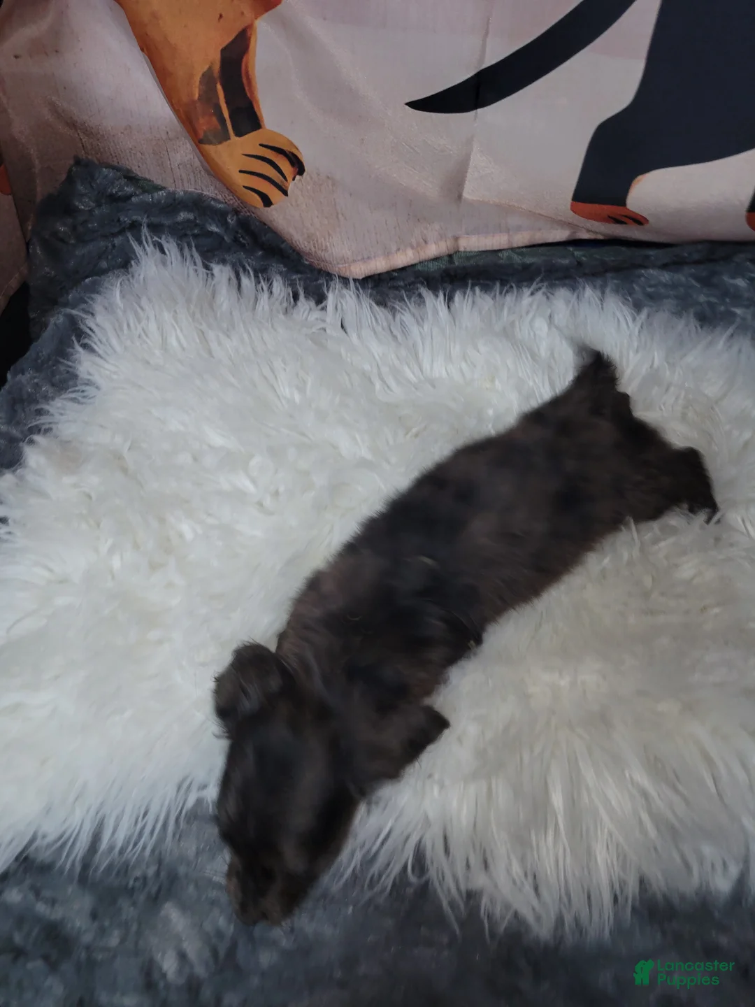 Miniature Dachshund dogs for sale: Whip - Ad 3