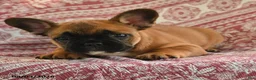 French Bulldog dogs for sale: Maggie - Ad 4