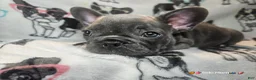 French Bulldog dogs for sale: Keyshia Cole Female Blue Reverse Brindle  - Ad 4