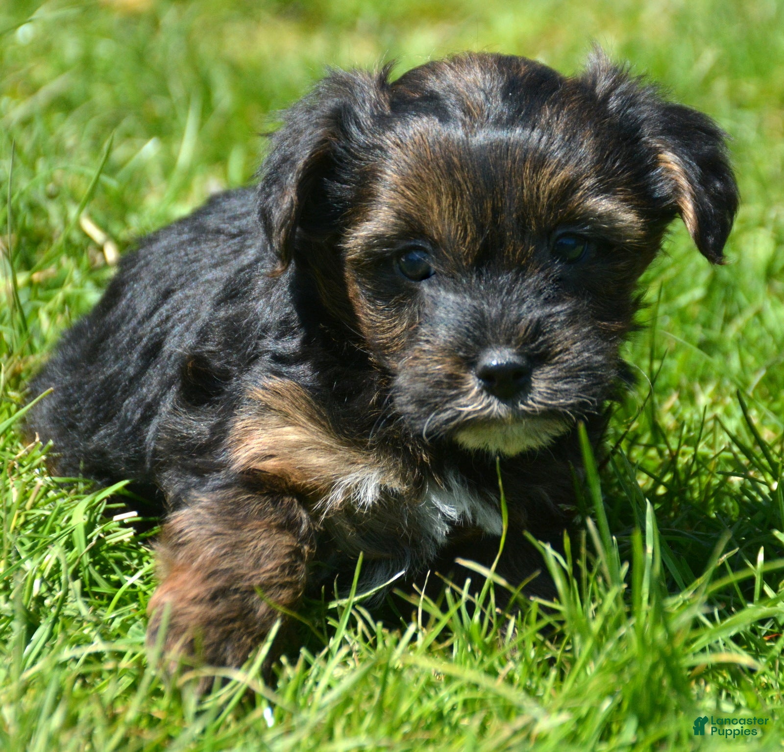 Yorkiepoo dogs Yorkiepoo Percy - Ad 26
