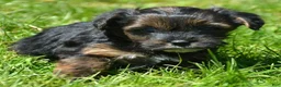 Yorkiepoo dogs for sale: Yorkiepoo Percy - Ad 2