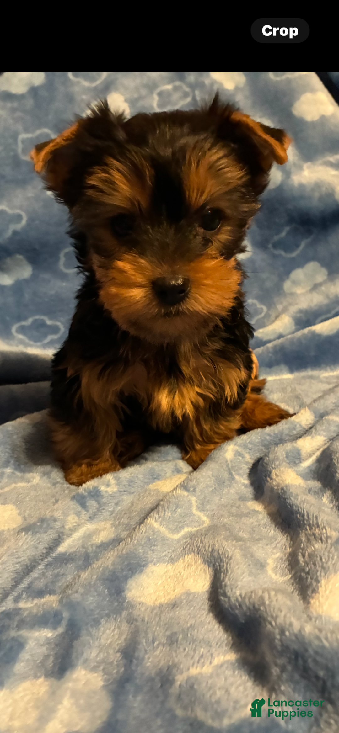 Yorkshire Terrier dogs for sale: Yorkshire Terrier Puppy 1 - Ad 2