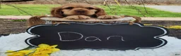 Cocker Spaniel dogs for sale: Dan - Ad 4