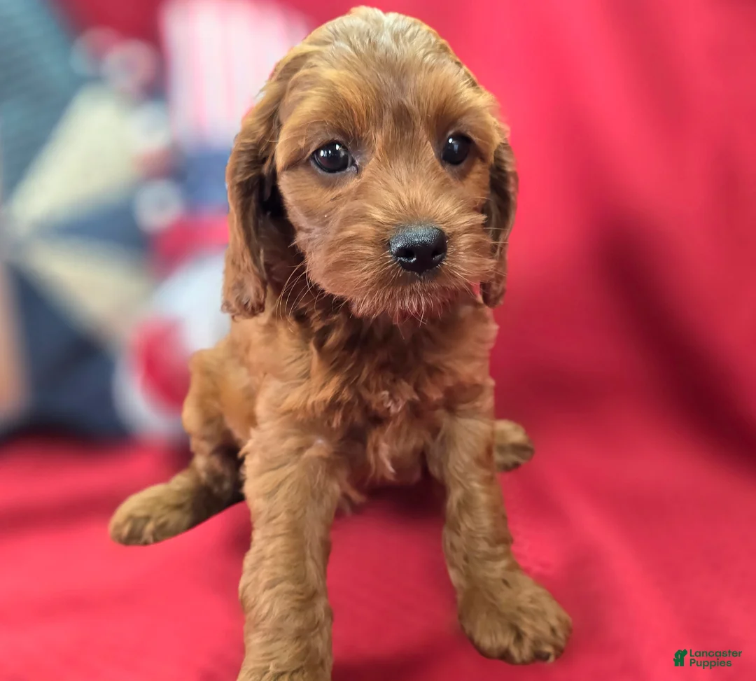 Cockapoo dogs for sale: Prada - Ad 1