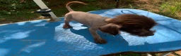 Chinese Crested dogs for sale: Chinese Crested 1 - Ad 8