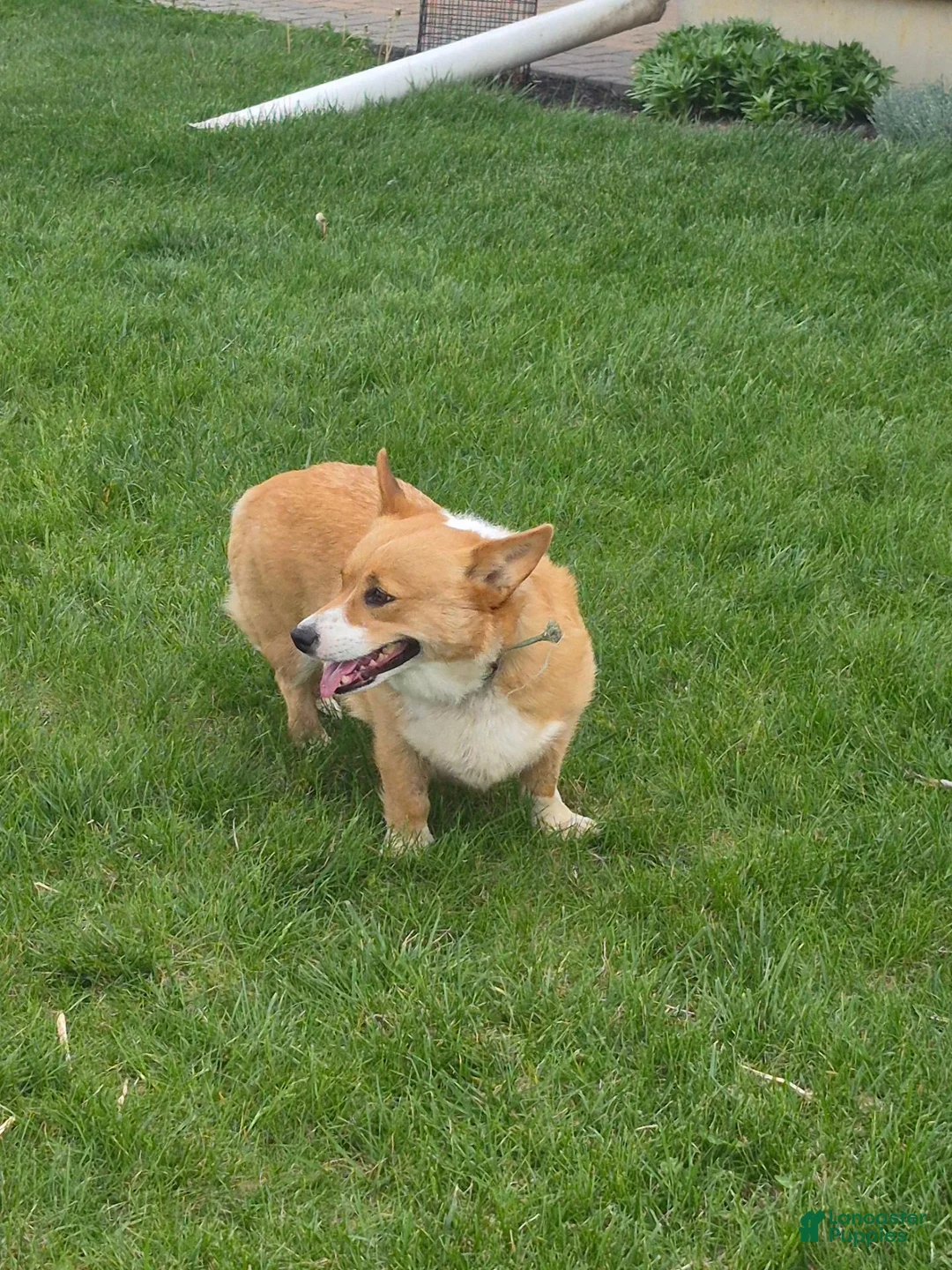 Welsh Corgi Pembroke dogs for sale: Pepper - Ad 6
