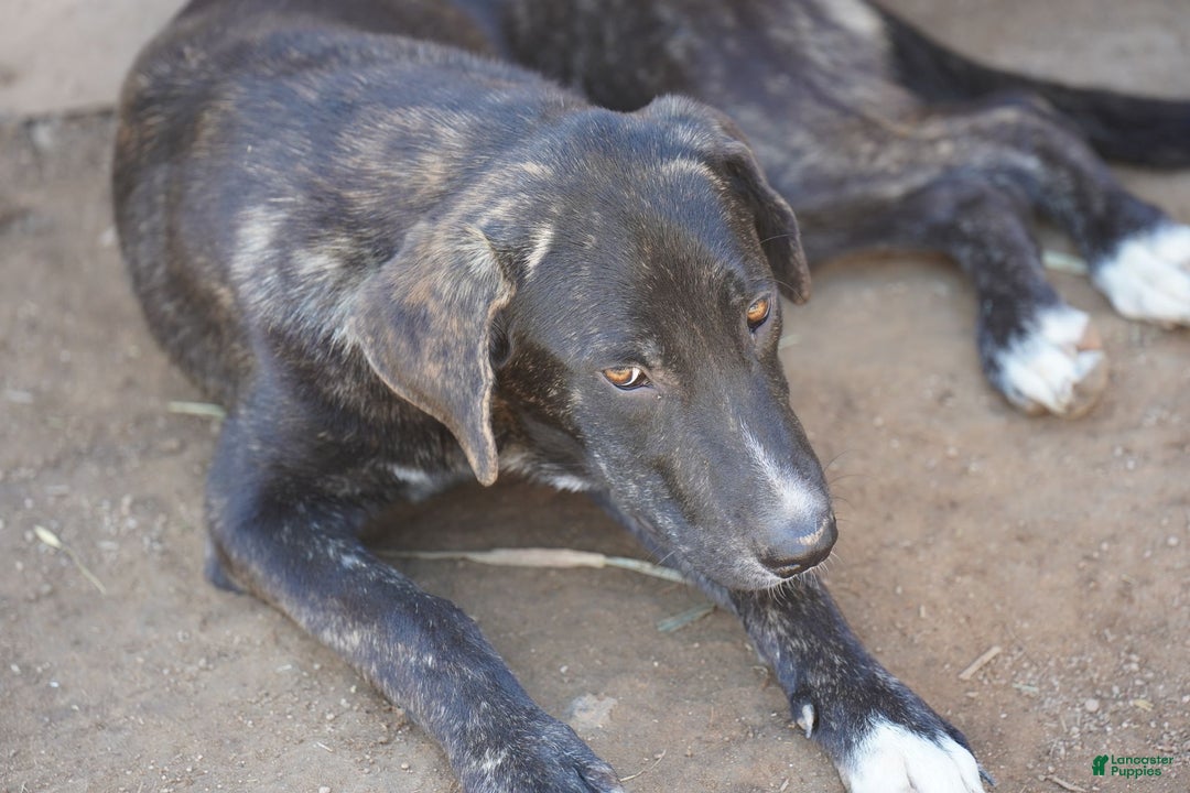 Mixed Breed dogs for sale: Bear Tiscar Farm Dog - Ad 10