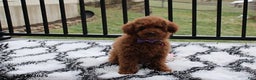 Toy Poodle dogs for sale: Pearl - Ad 6