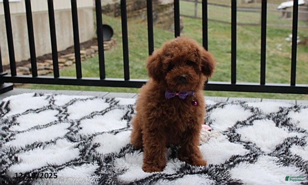 Toy Poodle dogs for sale: Pearl - Ad 6