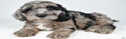 Cockapoo dogs for sale: Chery - Ad 7