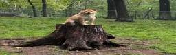 Shiba Inu dogs for sale: Shiba Inu 1 - Ad 2
