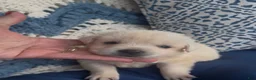 Labrador Retriever dogs for sale: Labrador Retriever 1 - Ad 6