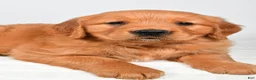 Golden Retriever dogs for sale: Robin - Ad 8