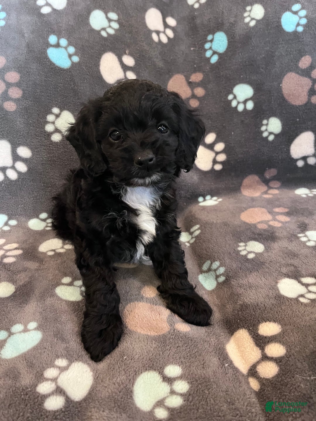 Cockapoo dogs for sale: Cockapoo Puppy 1 - Ad 11