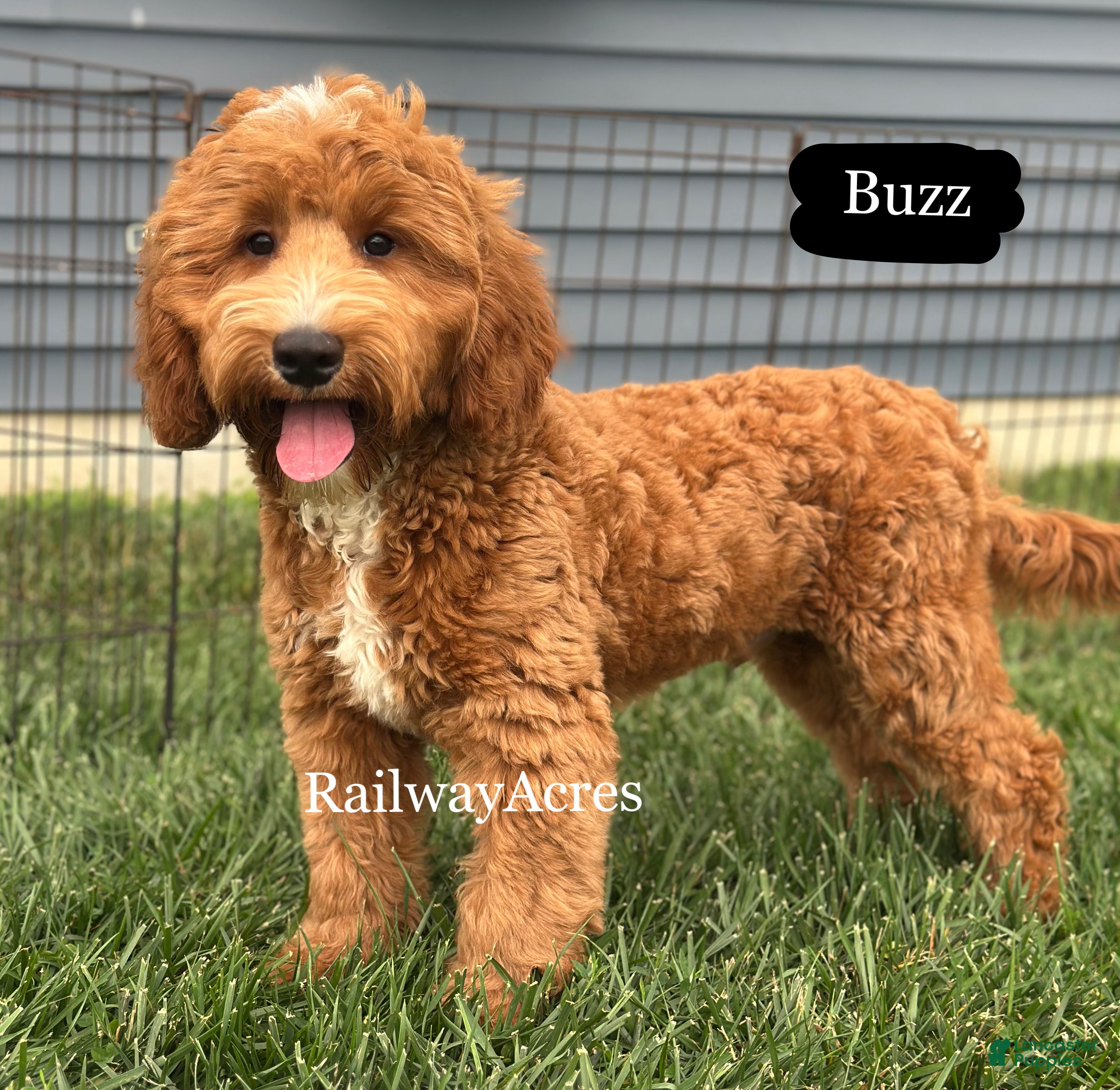 Mixed Breed dogs Buzz - Ad 30