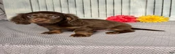 Miniature Dachshund dogs for sale: Lincoln - Ad 3