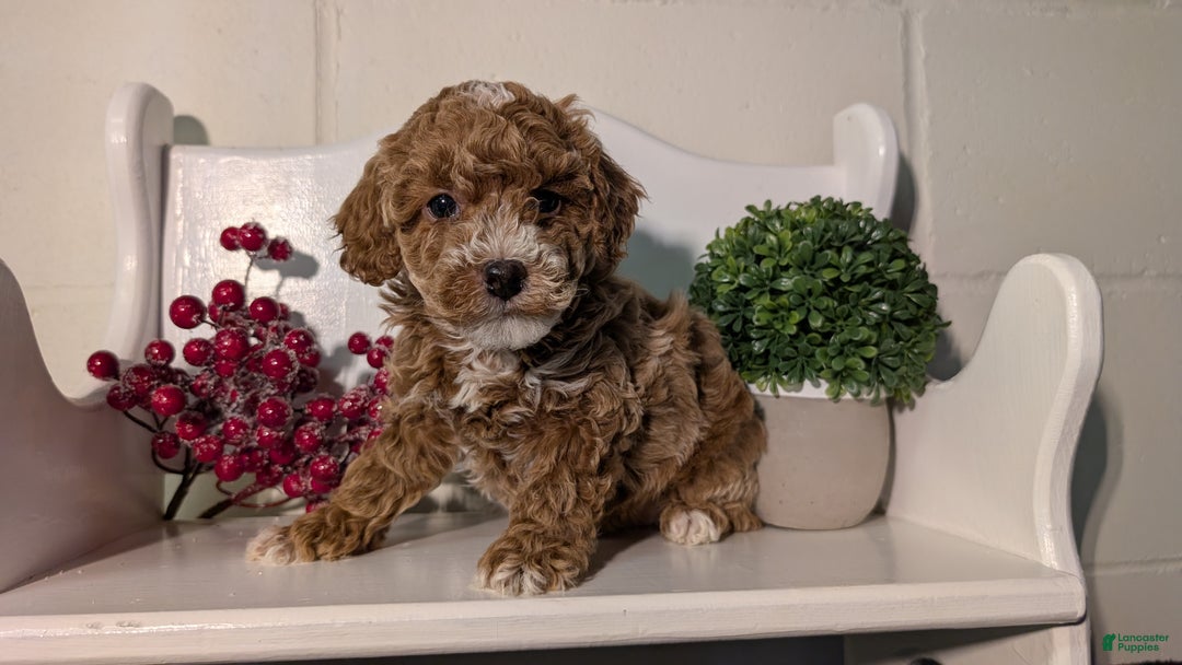 Miniature Poodle dogs for sale: Hudson - Ad 4