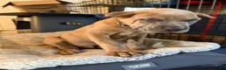 Cane Corso dogs for sale: Cane Corso 1 - Ad 4