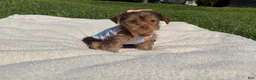 Yorkshire Terrier dogs for sale: Yorkshire Terrier 1 - Ad 6
