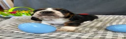 Basset Hound dogs for sale: Newt  - Ad 11