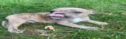 Mixed Breed dogs for sale: Bruno - Ad 9