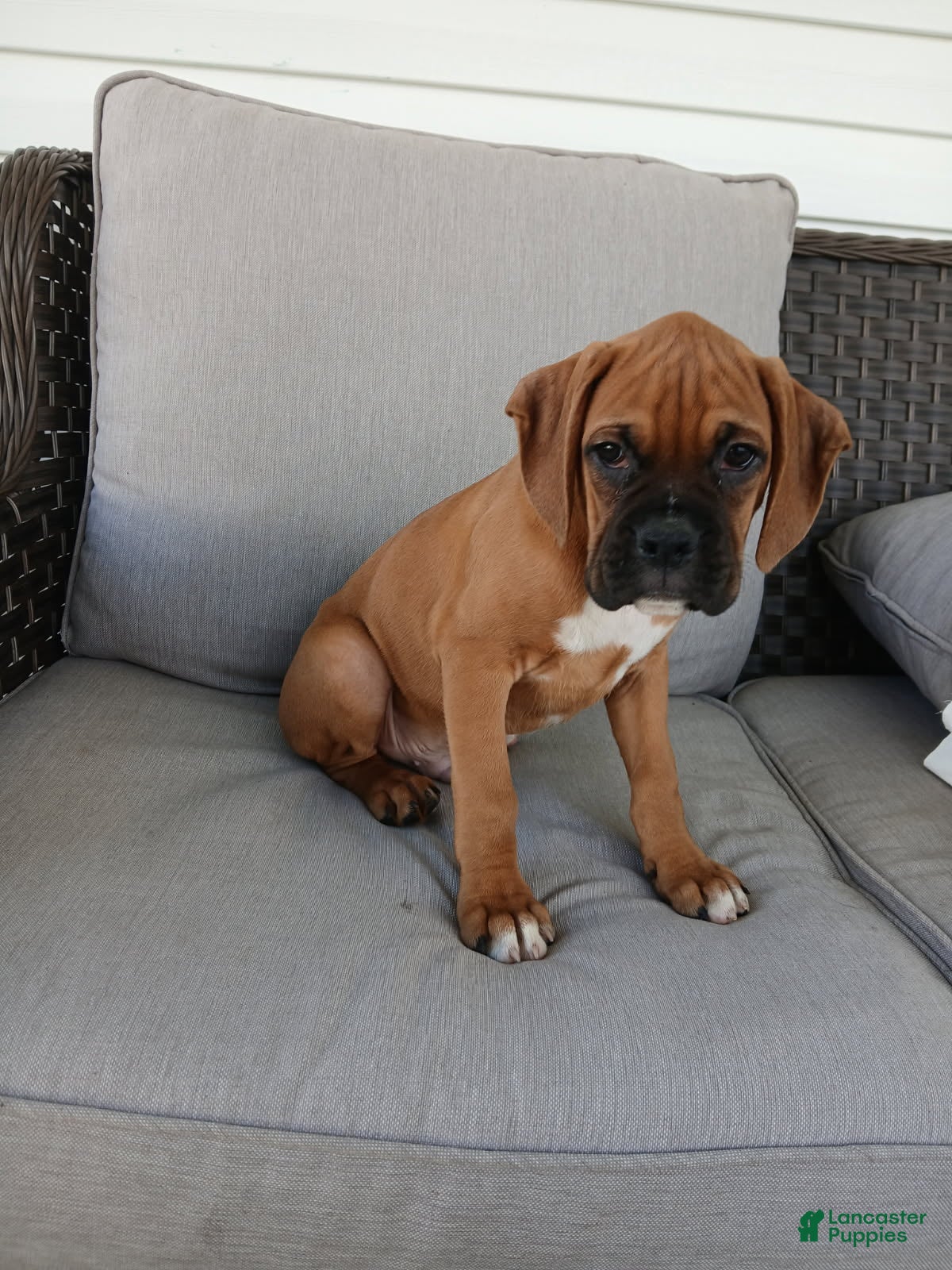 Boxer dogs Tanker - Ad 1
