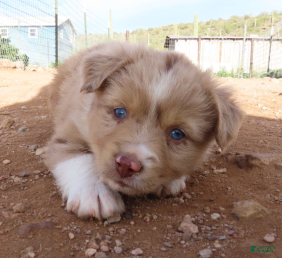 Miniature Australian Shepherd dogs for sale: Red merle girl with blue eyes - Ad 10