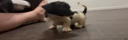 Chihuahua dogs for sale: Chihuahua 2 - Ad 4