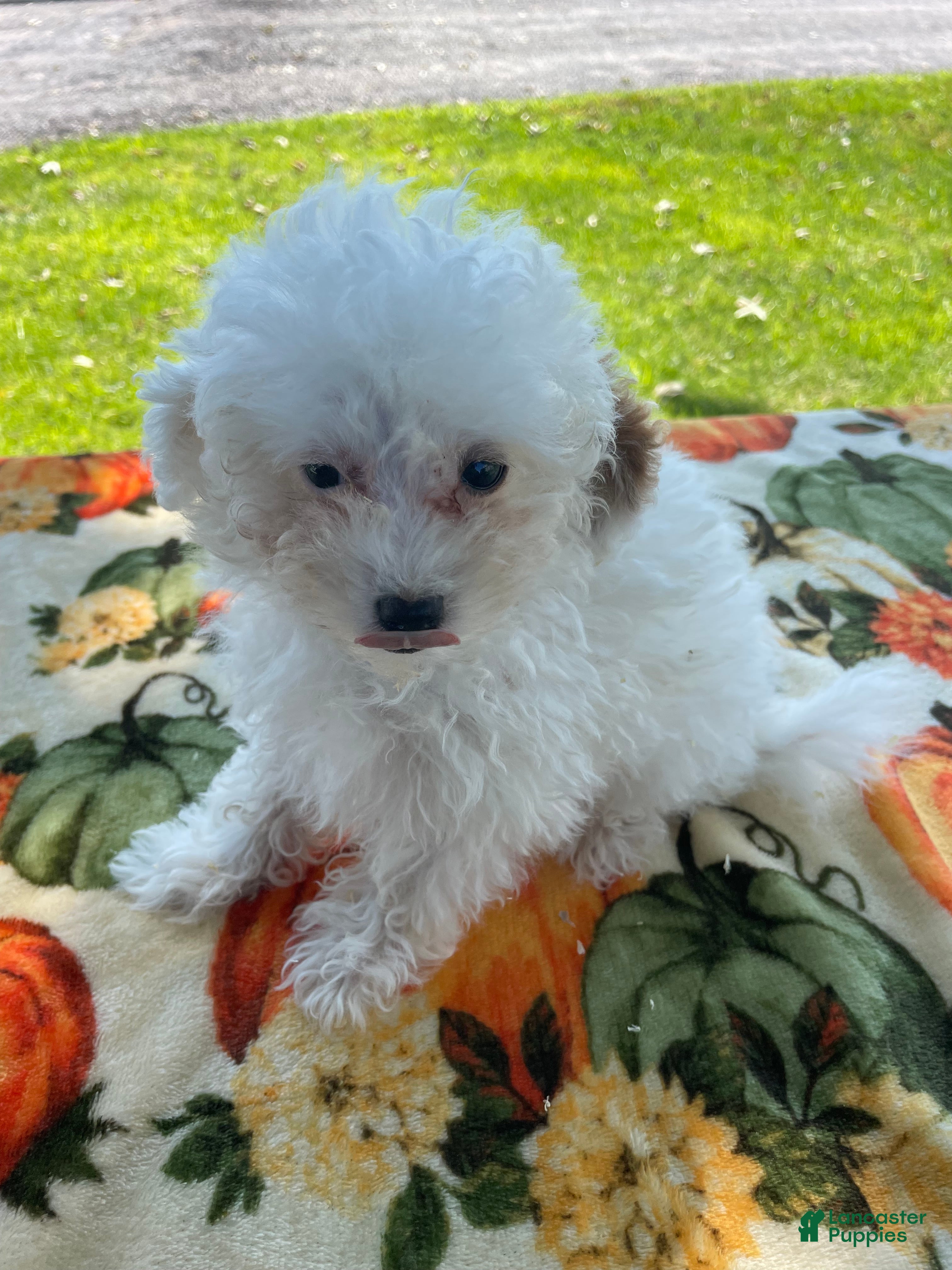 Toy Poodle dogs Nugget - Ad 34
