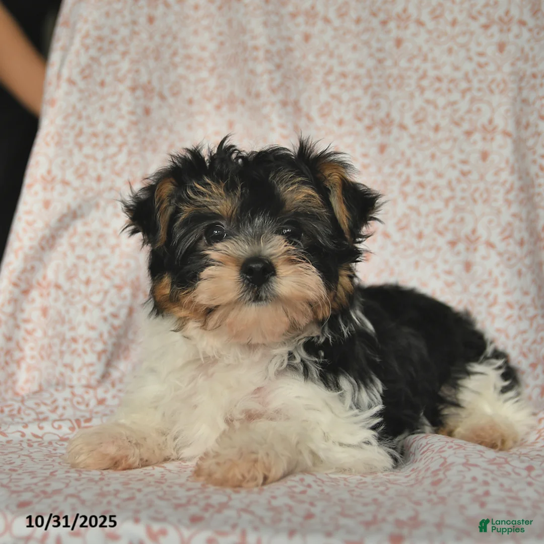 Yorkshire Terrier dogs for sale: Domino - Ad 13