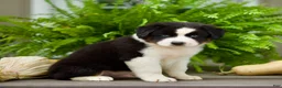 Miniature Australian Shepherd dogs for sale: Tommy - Ad 4