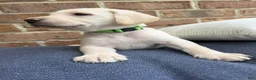 Labrador Retriever dogs for sale: Labrador Retriever - Lime Green Collar - Ad 1