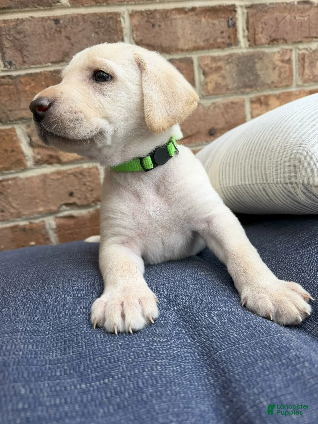 Labrador Retriever dogs for sale: Labrador Retriever - Lime Green Collar - Ad 1