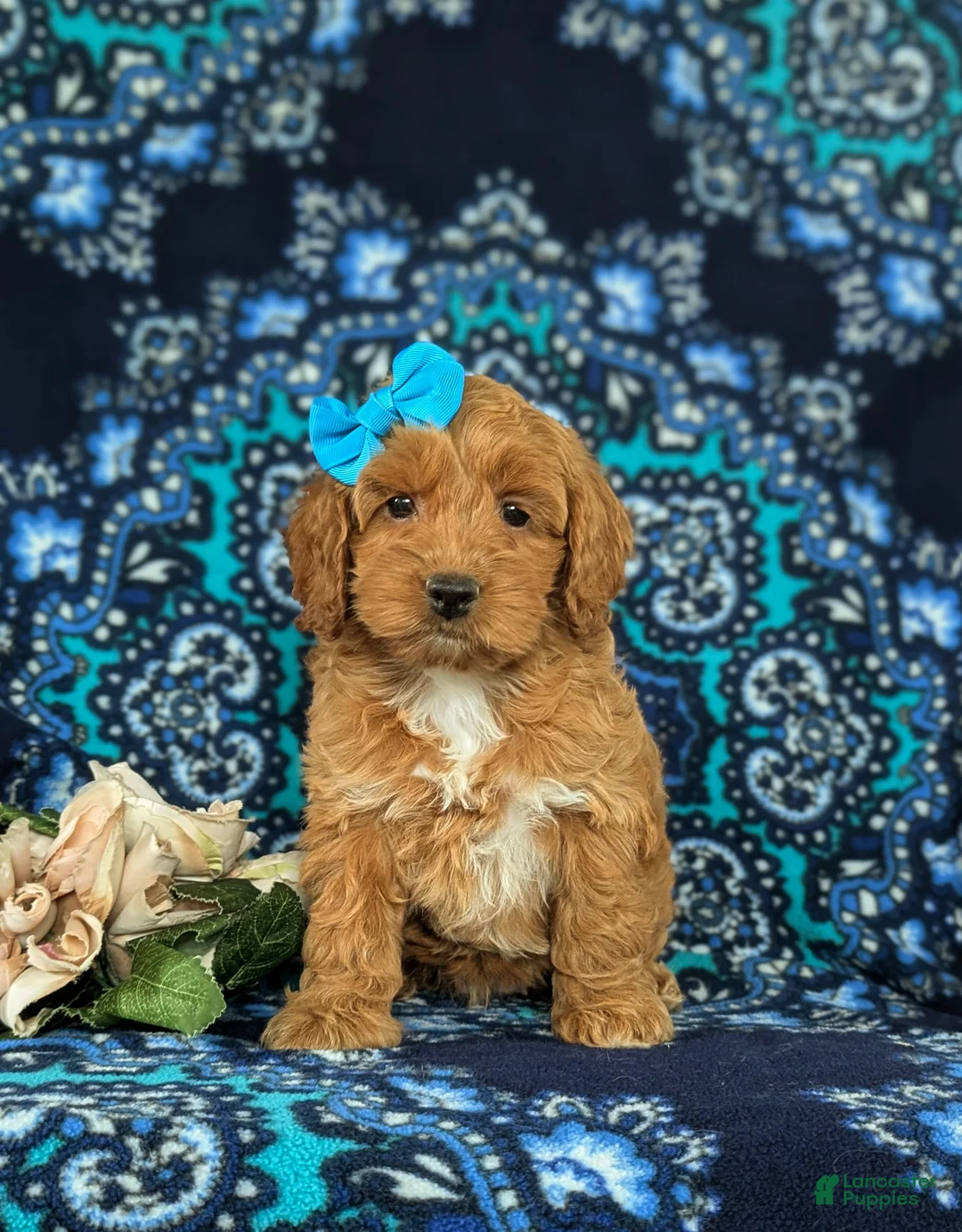 Cockapoo dogs for sale: Marissa - Ad 2
