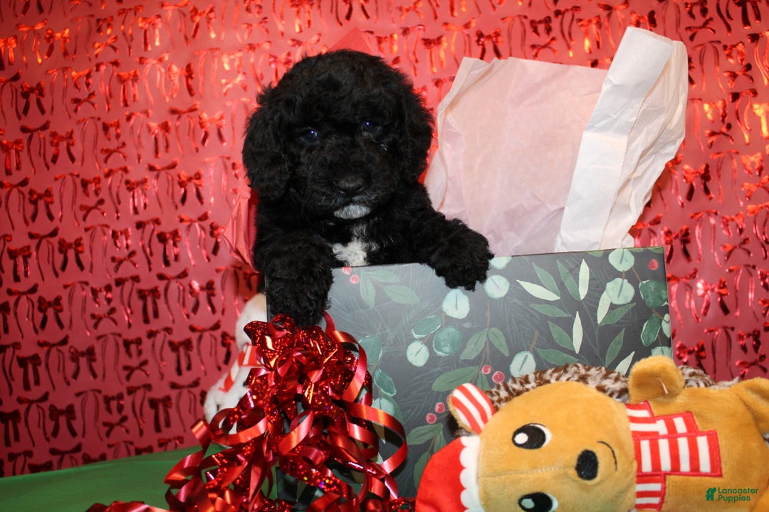 Miniature Poodle dogs for sale: Pepper - Ad 12