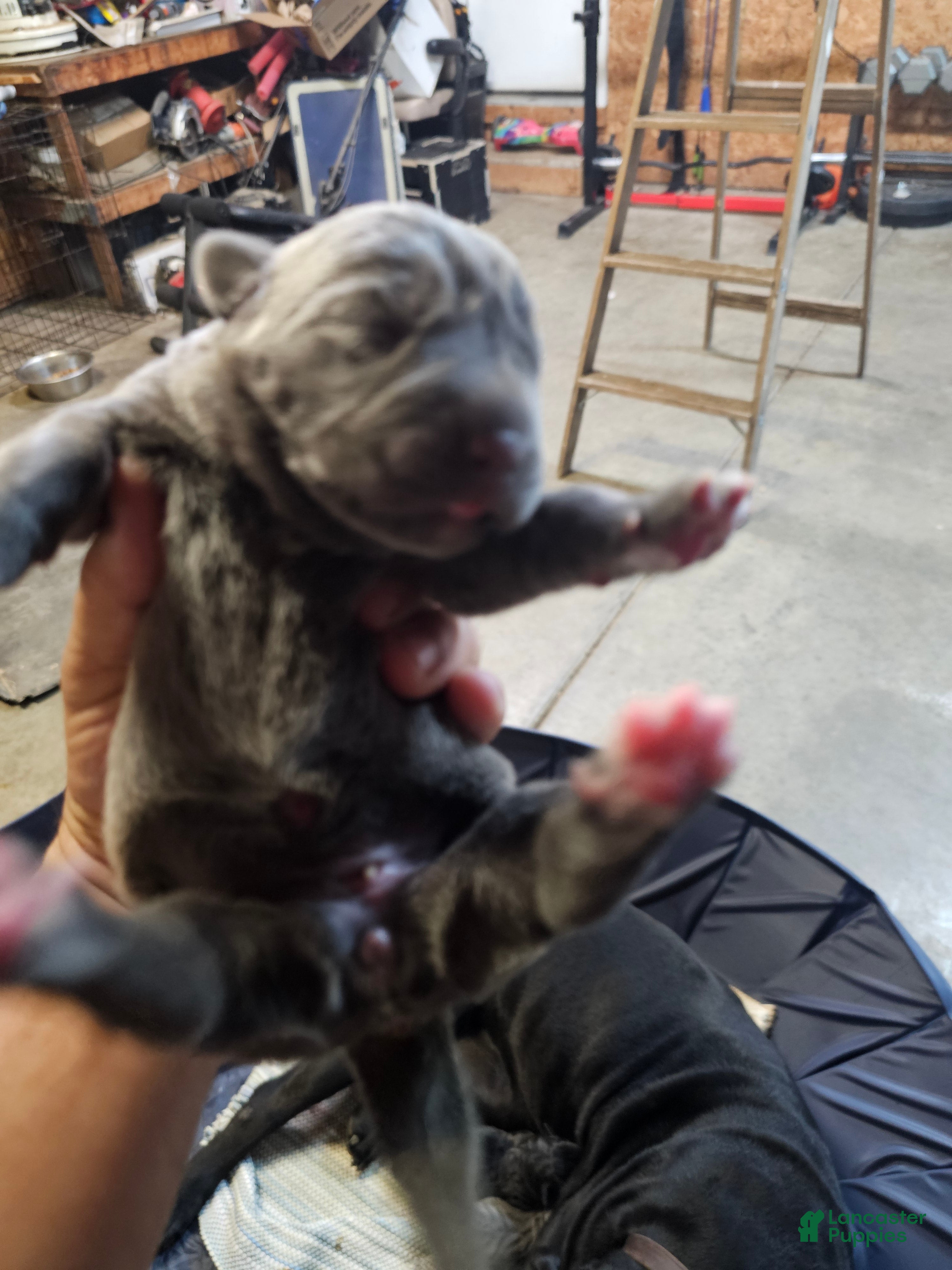 Cane Corso dogs Cane Corso 3 - Ad 18