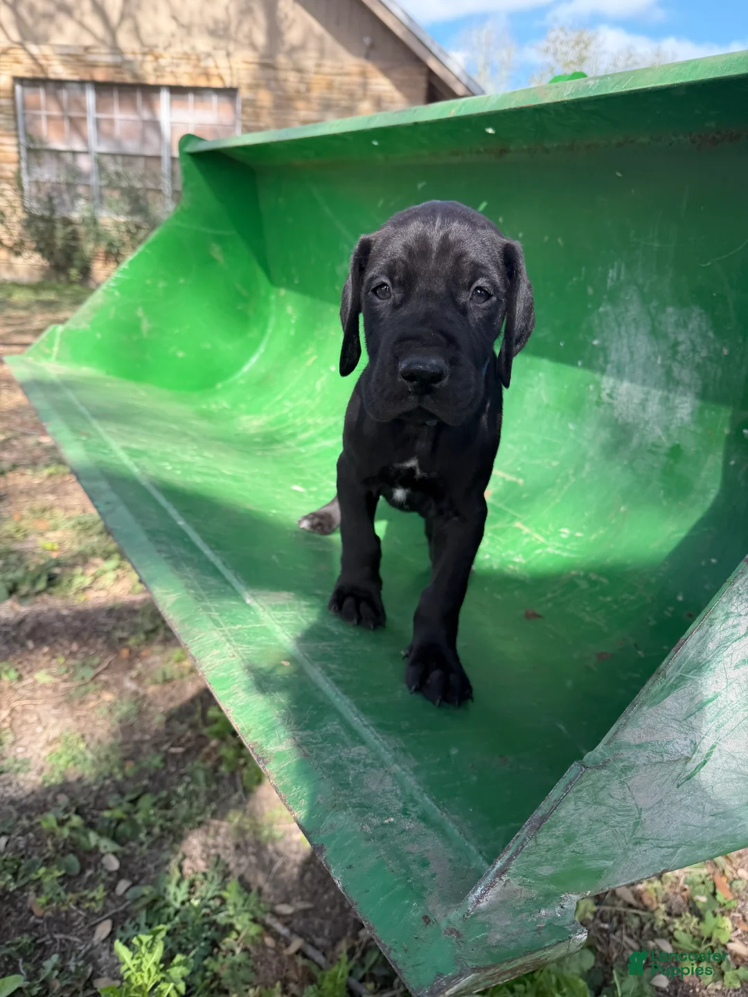 Great Dane dogs for sale: Vixen - Ad 3