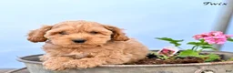Cockapoo dogs for sale: Twix - Ad 2