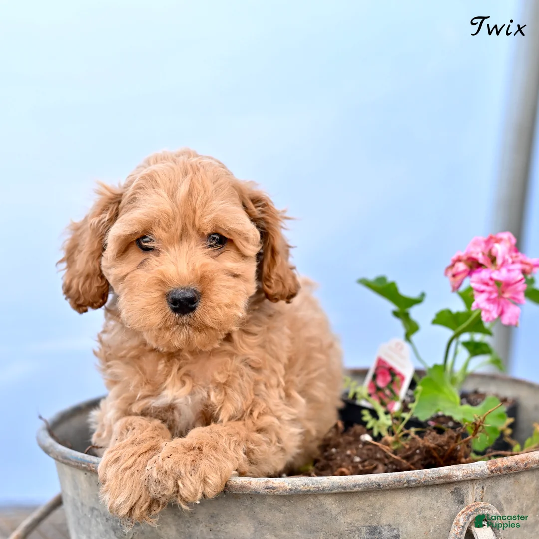 Cockapoo dogs for sale: Twix - Ad 2
