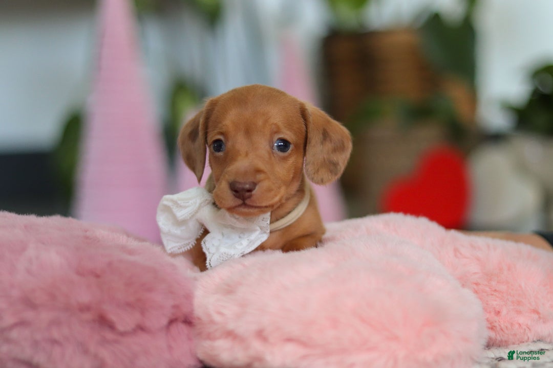 Dachshund dogs for sale: Wyatt - Ad 7