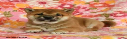 Shiba Inu dogs for sale: Sunflower - Ad 5